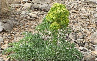 فروشگاه انلاین بشگردی در بشرویه