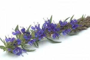 سوغات بشرویه در فروشگاه آنلاین بشگردی