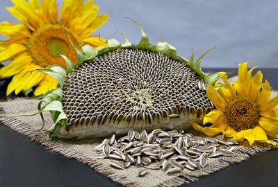 تصویر محصول تخمه آفتابگردان - محصولات کشاورزی