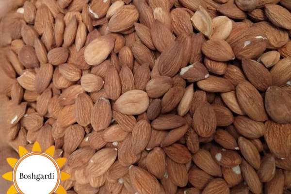 تصویر محصول مغز هسته زردآلو خام - محصولات کشاورزی