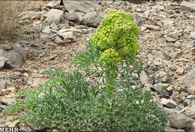 تصویر محصول آنغوزه - گیاهان کوهی