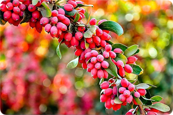 تصویر محصول -