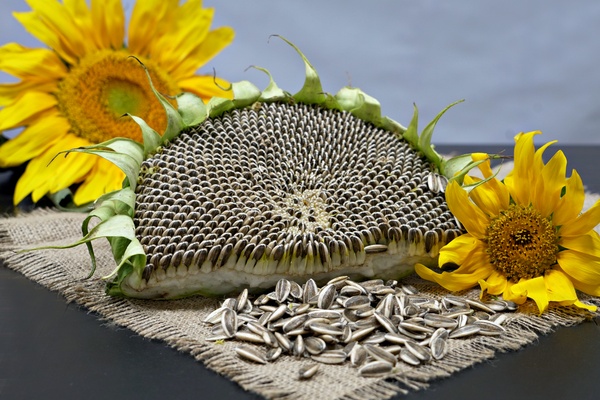 تصویر محصول تخمه آفتابگردان -