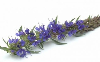 فروشگاه انلاین بشگردی در بشرویه