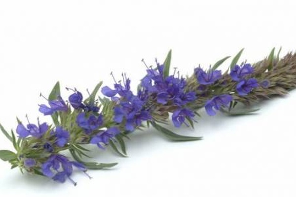 تصویر محصول گل زوفا -